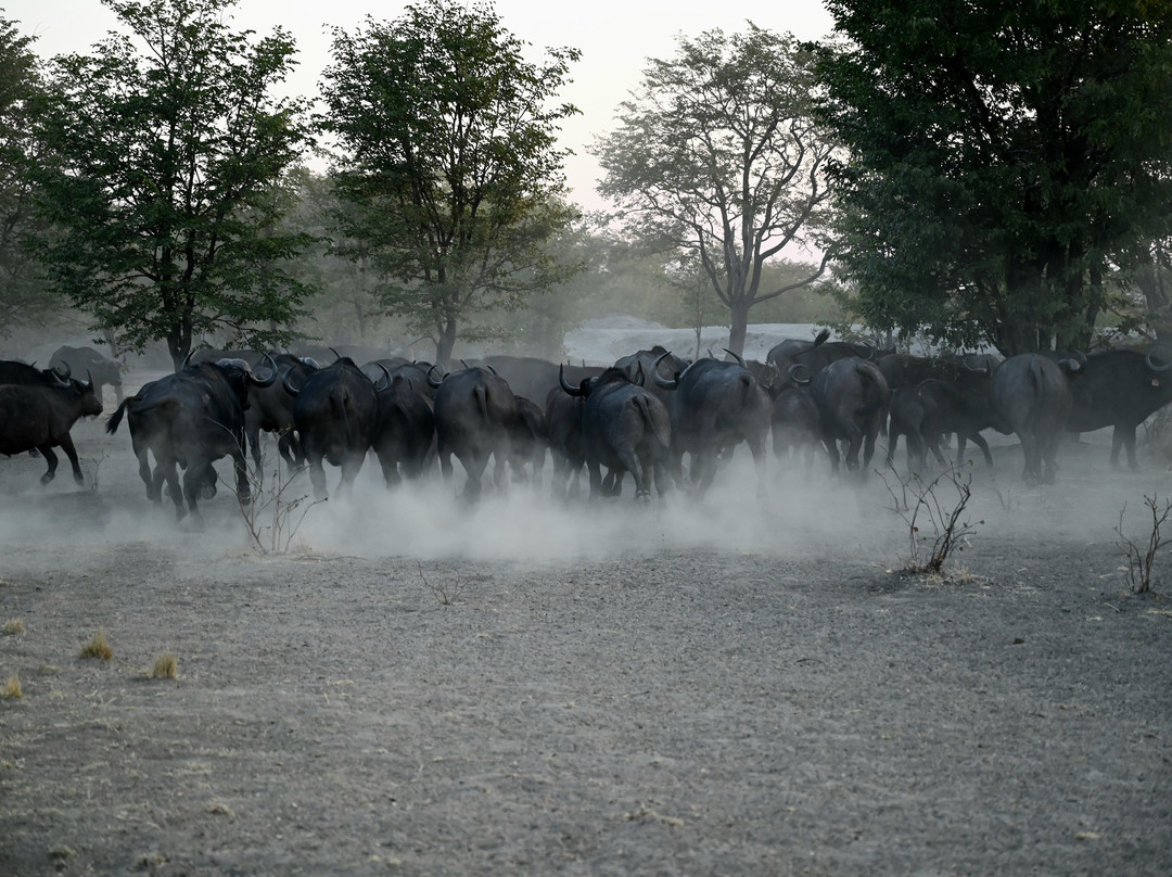 Sukulu Reserve-李文斯顿必去景点