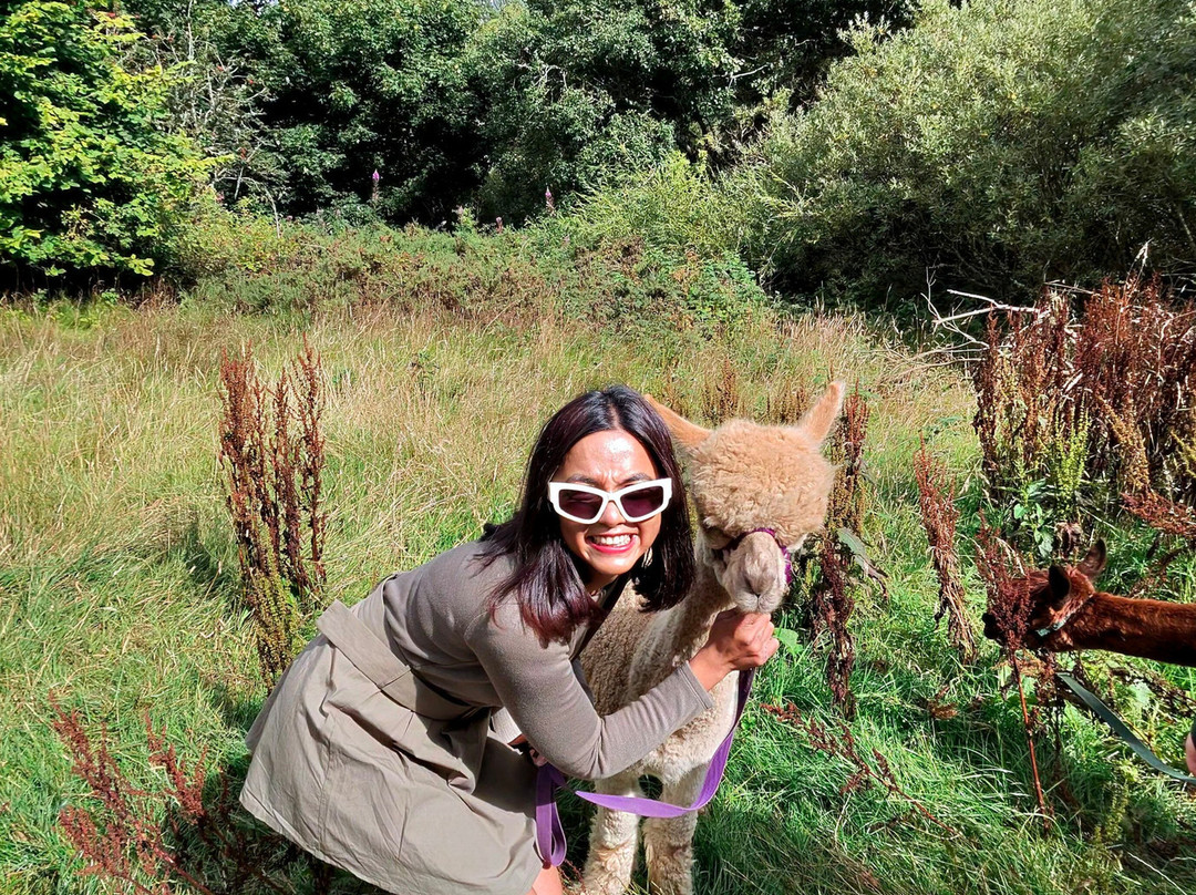 BobCat Alpacas-爱丁堡必去景点