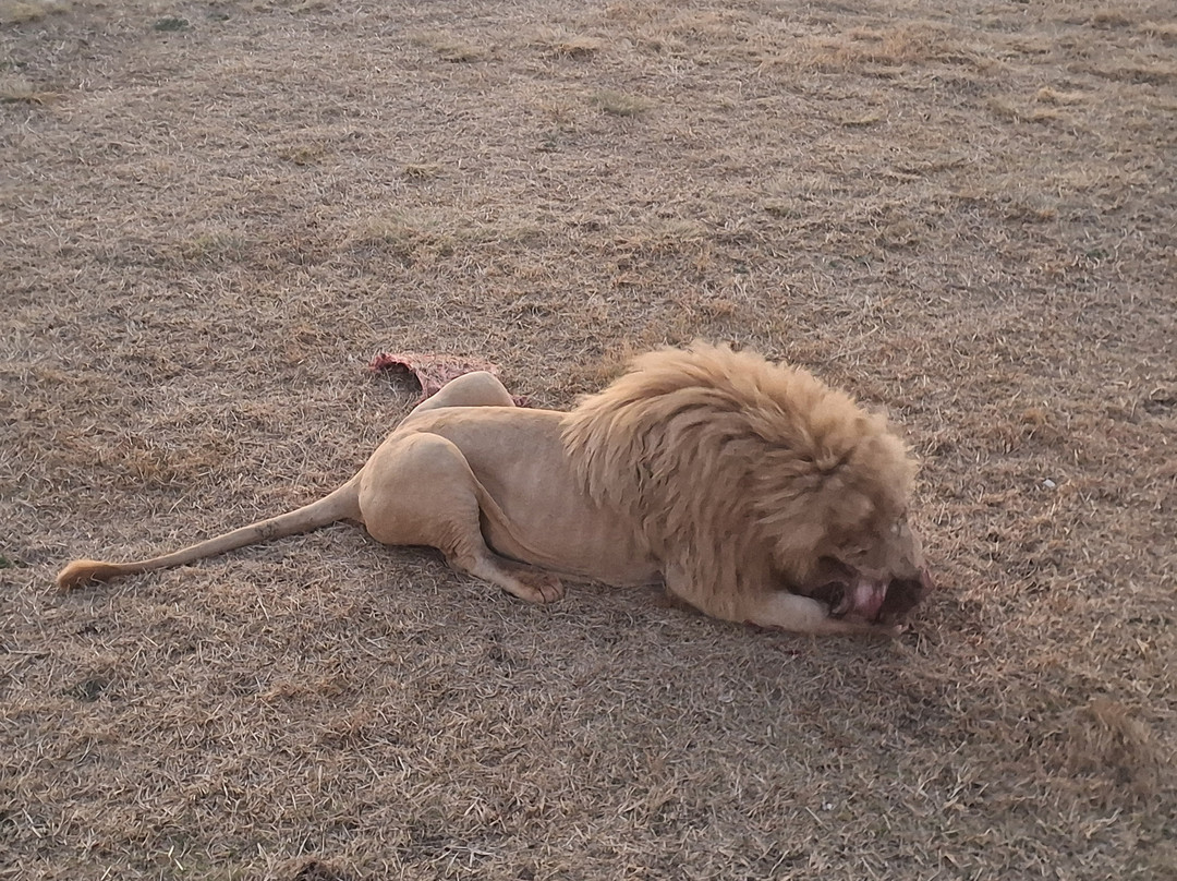 Lion and Safari Park-Broederstroom必去景点
