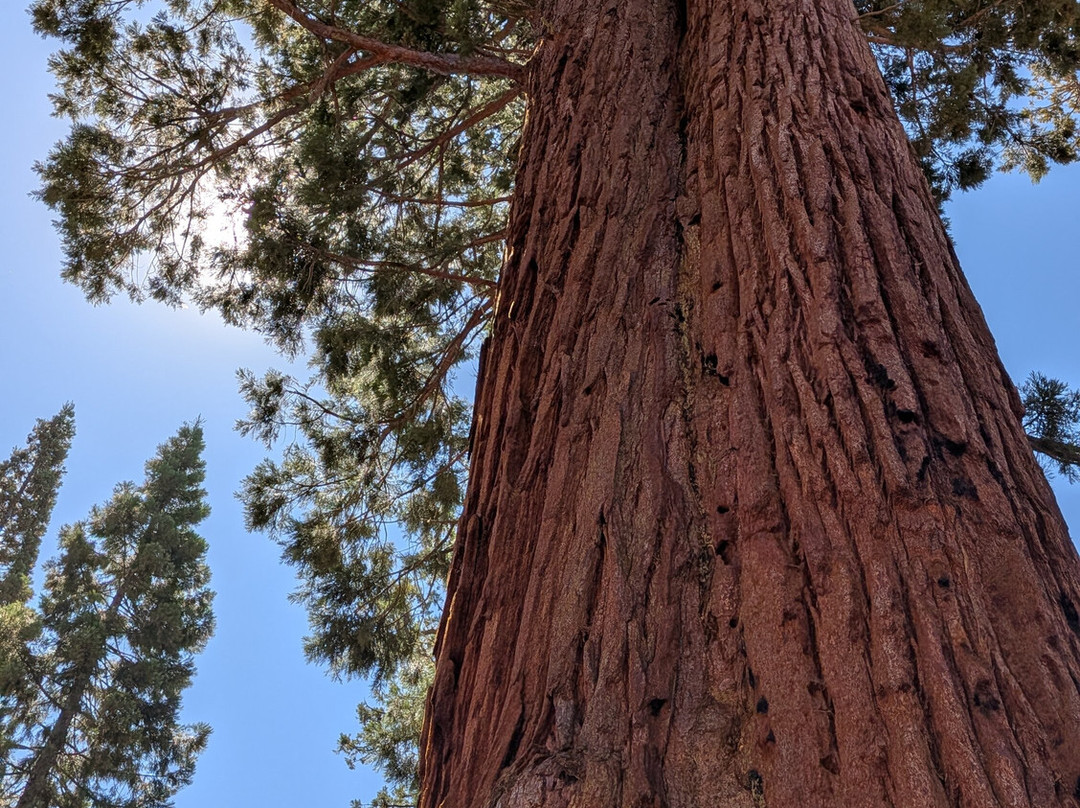Yosemite 360 Tours-菲什营必去景点