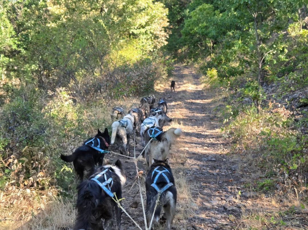 Dog sled tour  Mátrafüred-马特劳菲赖德必去景点