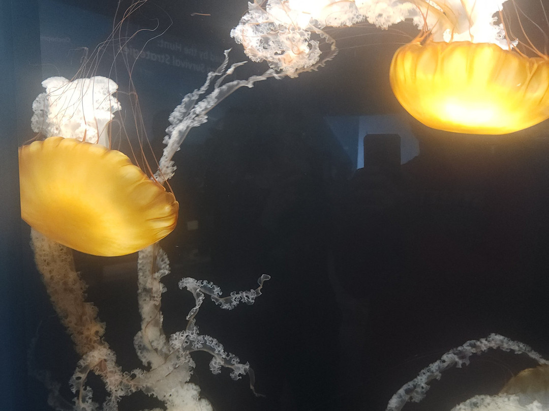 Great Lakes Aquarium-德卢斯必去景点