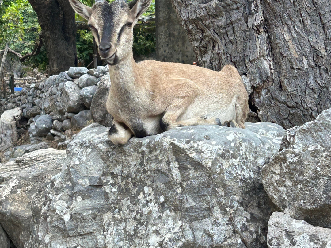 Samaria Gorge National Park-Samaria必去景点
