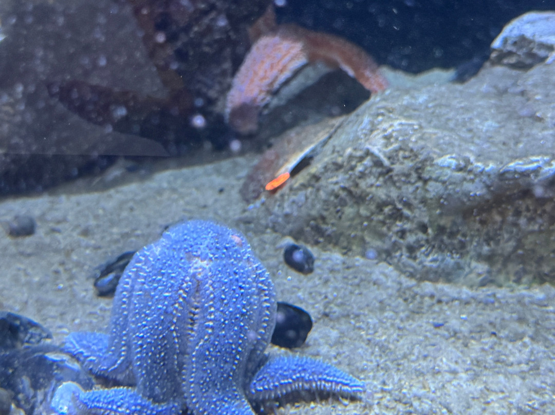 Maine State Aquarium-布斯贝港必去景点