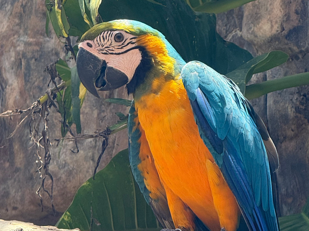 Amazonia: The Jungle Experience Tour-威廉斯塔德必去景点