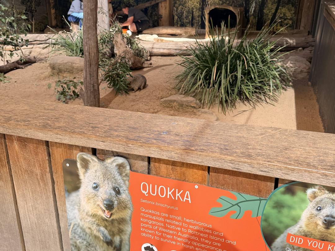 Sydney Zoo-布莱克敦必去景点