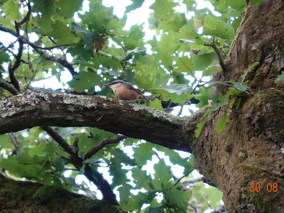 Pulborough Brooks RSPB-Pulborough必去景点