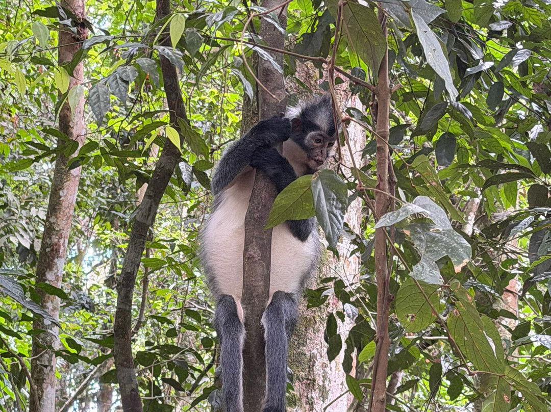 Sumatra Orangutan Explore-武吉拉旺必去景点