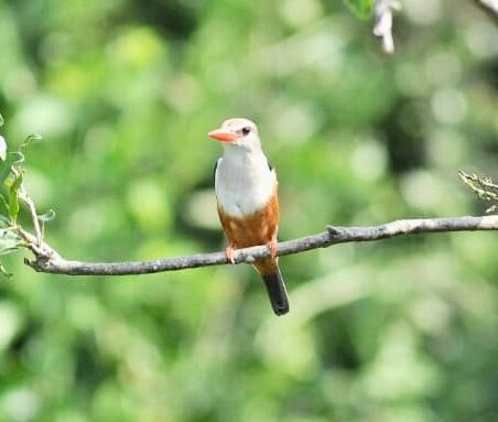 Bird Guide Rushaga
