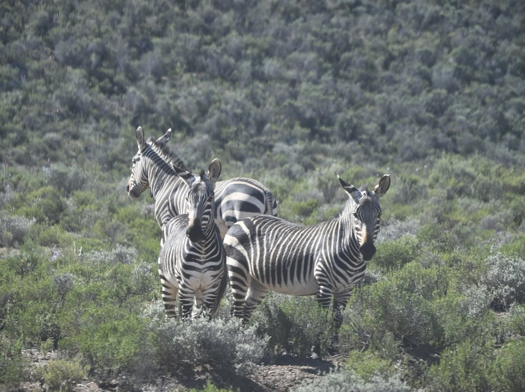 Sanbona Wildlife Reserve-蒙提古必去景点