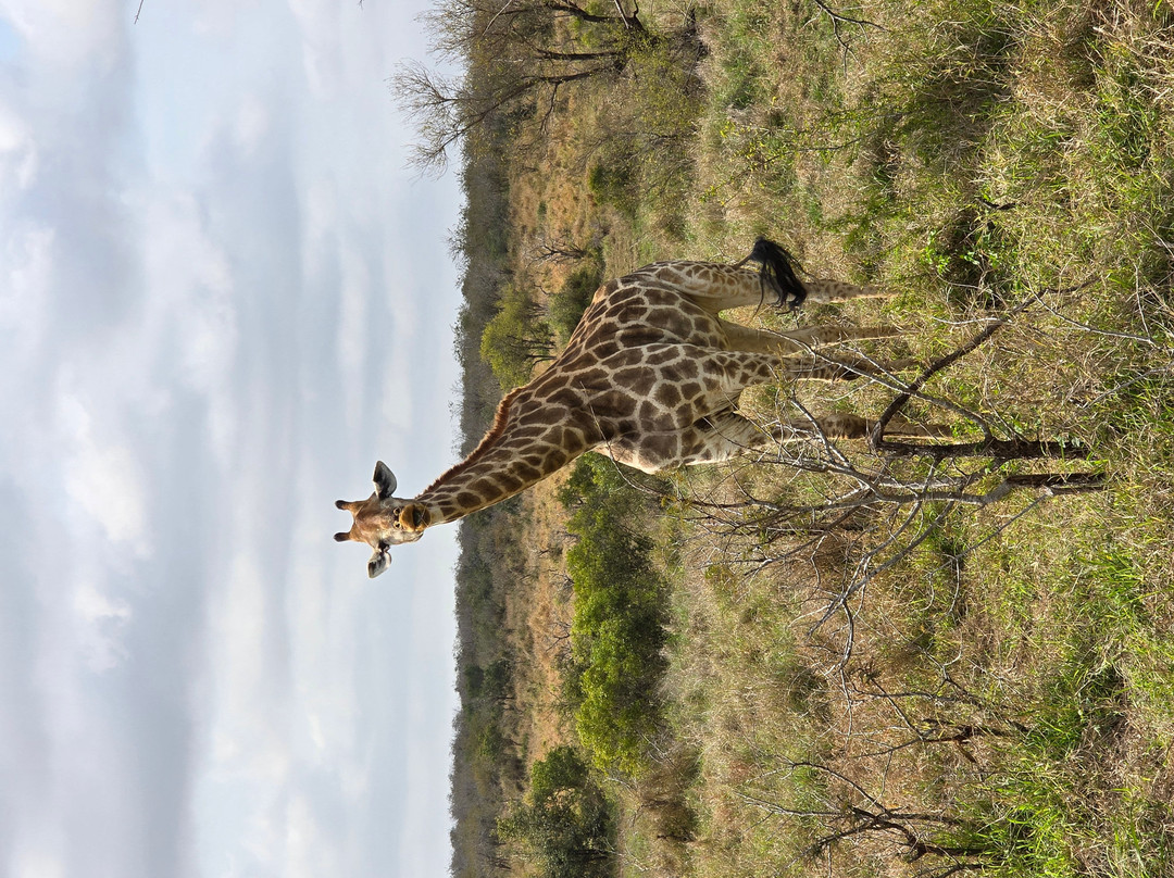 Southern Kruger Safaris-玛洛斯帕克必去景点