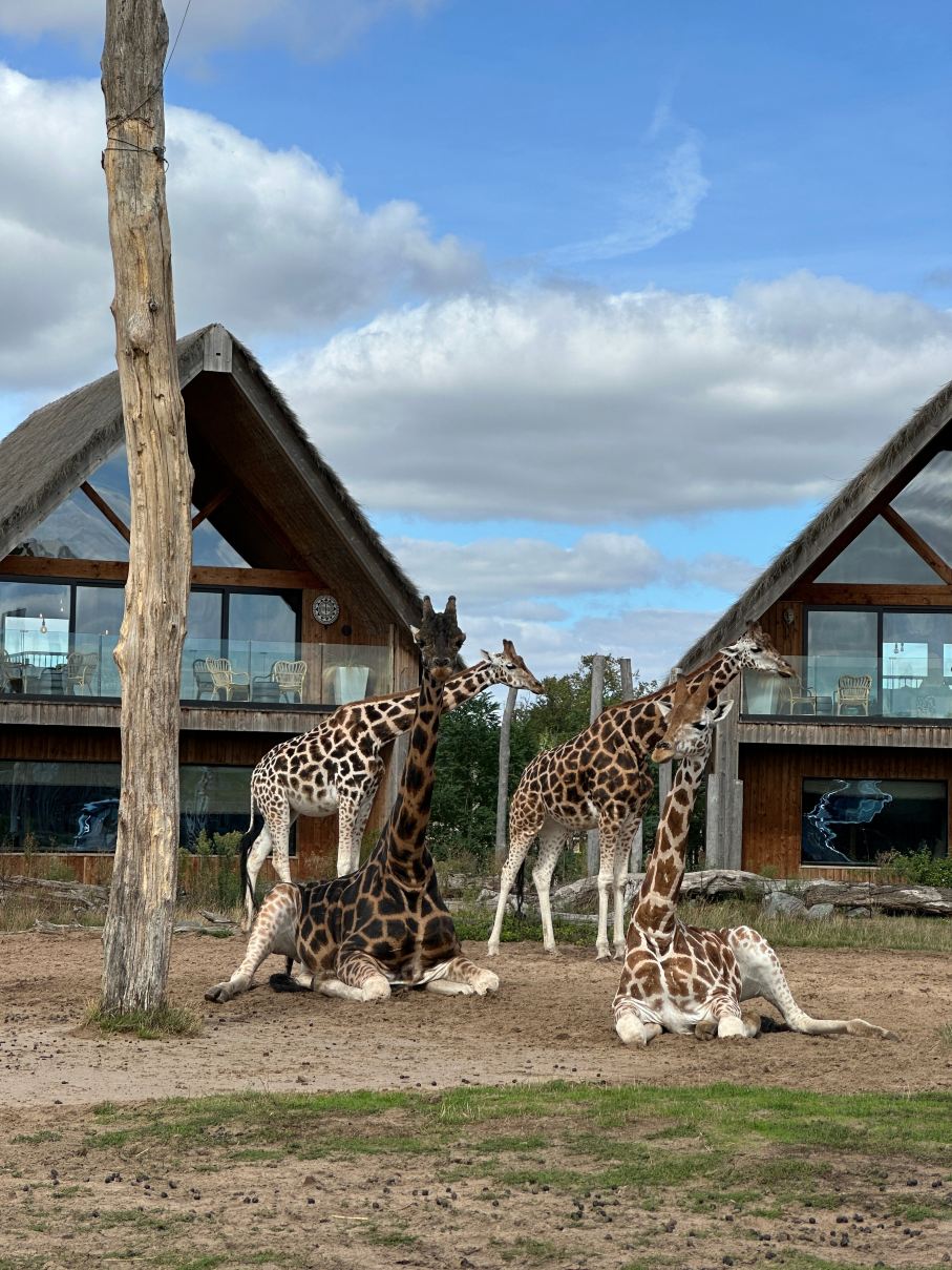 Safari Lodges At West Midlands Safari Park-旅行者