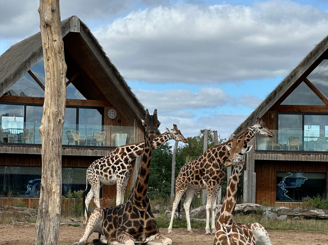 Safari Lodges At West Midlands Safari Park主图