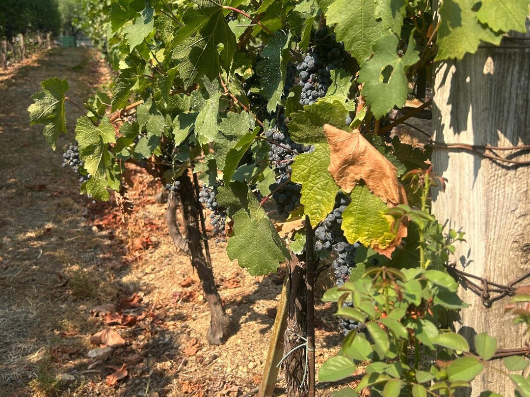 Savina Winery-赫尔采格诺维必去景点