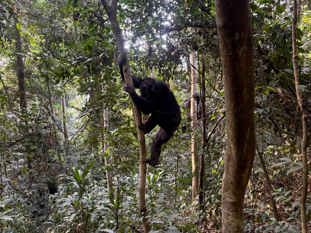 Nyungwe National Park - Rwanda-Western Province必去景点