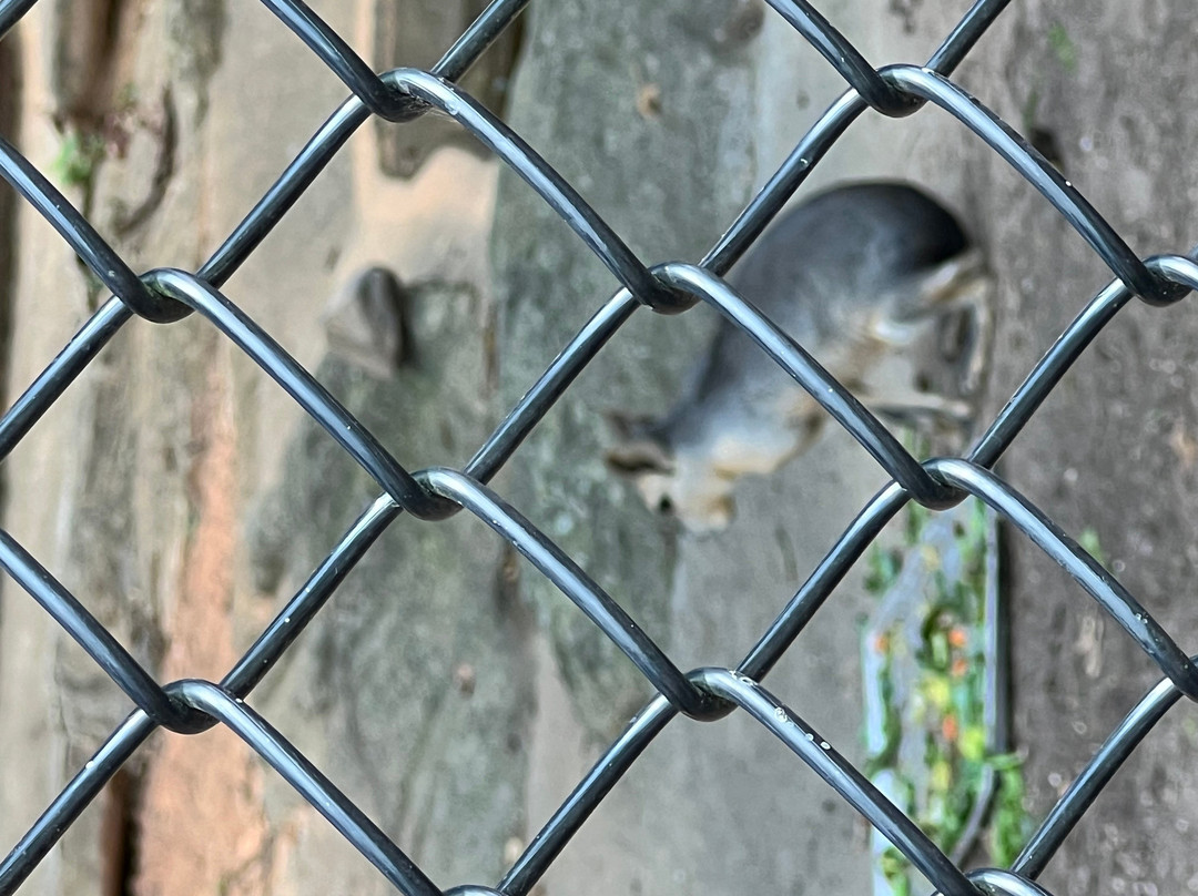 Chestatee Wildlife Preserve & Zoo-达洛尼加必去景点