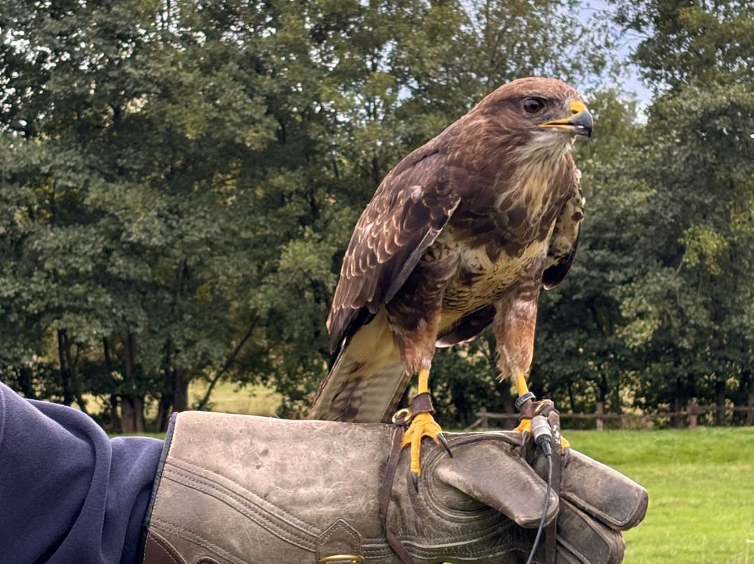 UK Owl And Raptor Centre-Groombridge必去景点
