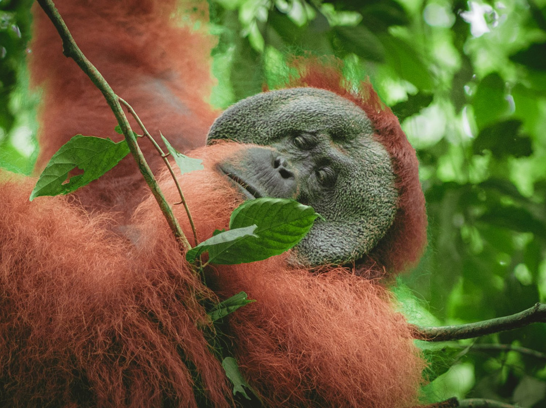 Bukit Lawang Trekking-武吉拉旺必去景点
