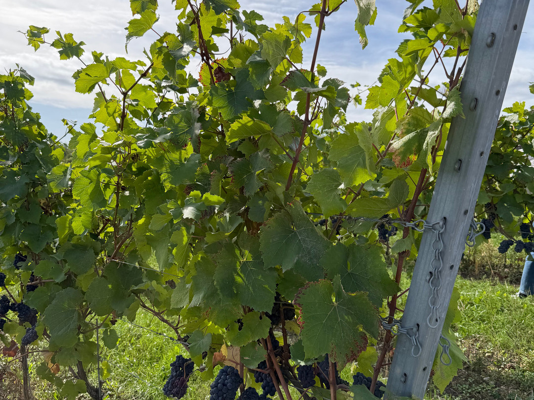 Denbies Wine Estate Ltd-多肯必去景点