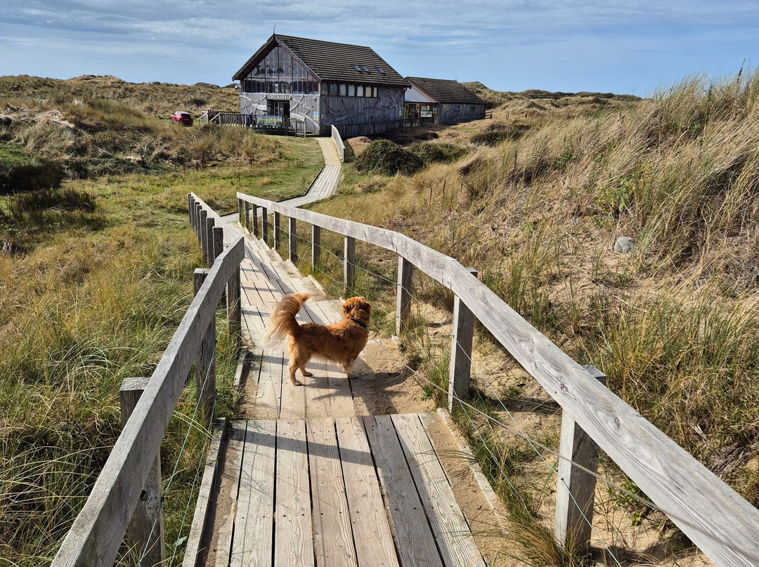 Ynyslas National Nature Reserve-Borth必去景点