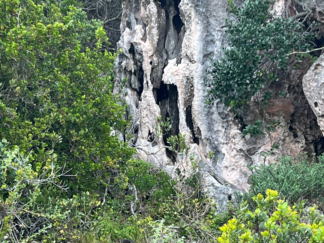 Table Mountain National Park-Cape Point必去景点