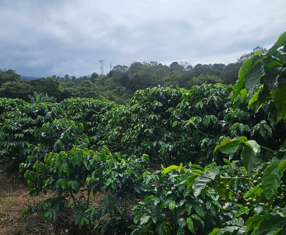 Costa Rica Itinerary-爱雷迪雅必去景点