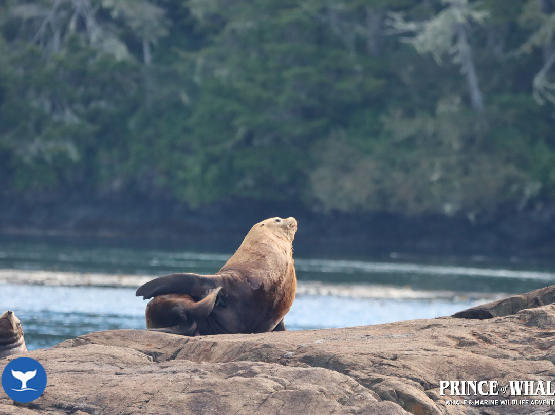 Telegraph Cove Marina & RV Park-Telegraph Cove必去景点