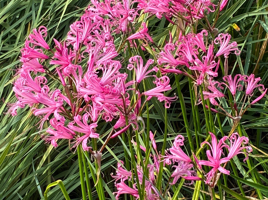 Utrecht University Botanic Gardens-乌特勒支必去景点