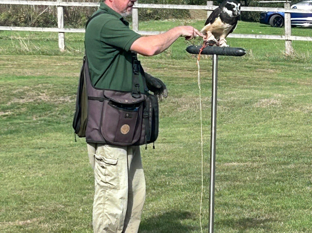 Surrey Hills Falconry-Ockley必去景点