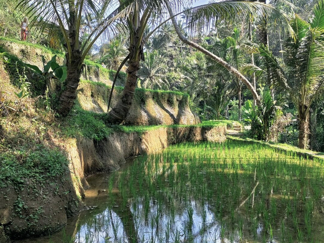 Best Ubud Driver-乌布必去景点