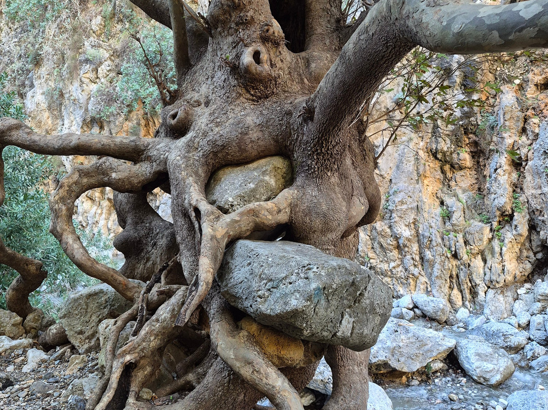 Agia Irini Gorge-Sougia必去景点