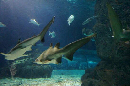 长风海洋世界-上海市必去景点