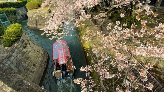 Lake Biwa Sosui-no Sakura景点图片