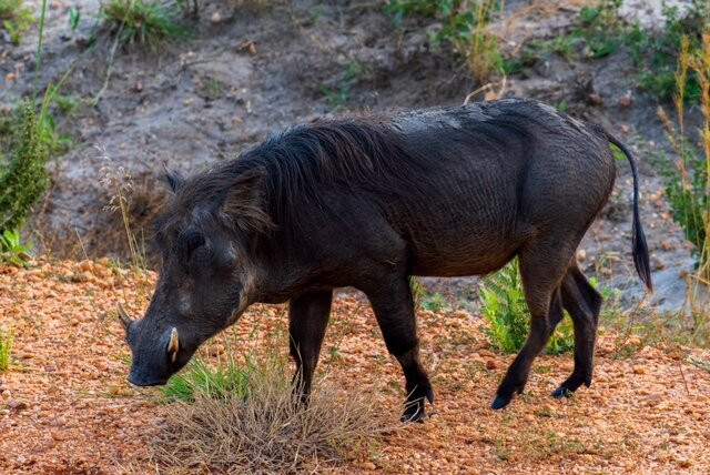 Big Lion Trails Safaris-坎帕拉必去景点