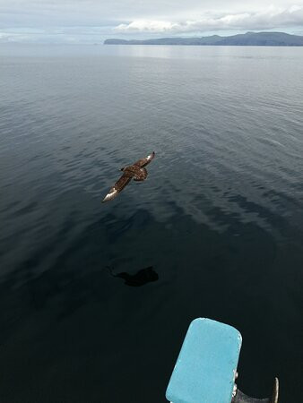 Wild Skye Boat Trips景点图片