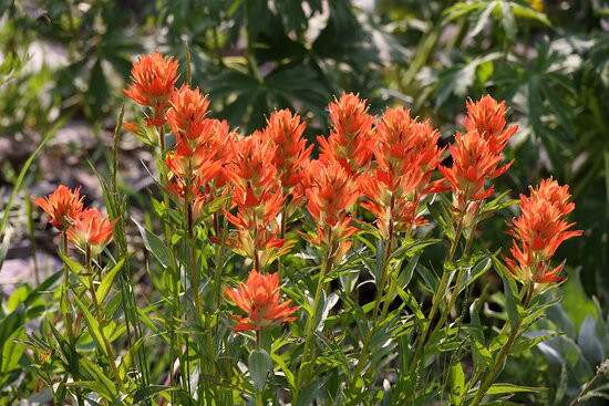 Yankee Boy Basin-乌雷必去景点