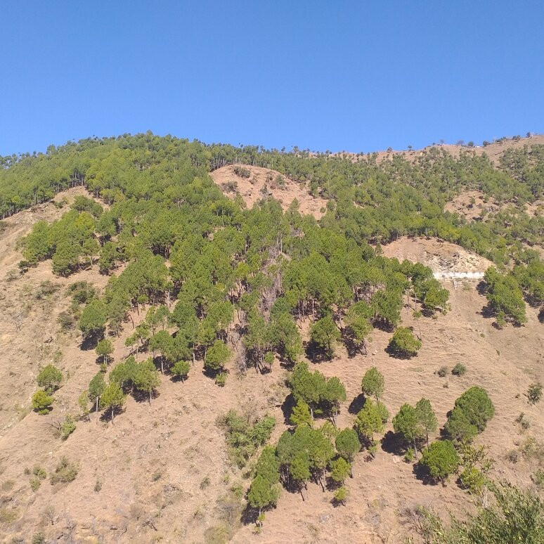 River View Homestay at Barot  Himachal Pradesh主图