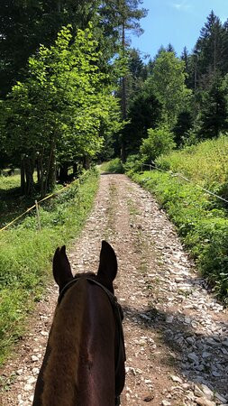 Centro Equestre Il Salice景点图片