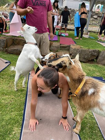 Maui Goat Yoga-库拉必去景点