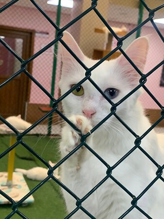 House of Van Cats-Van必去景点