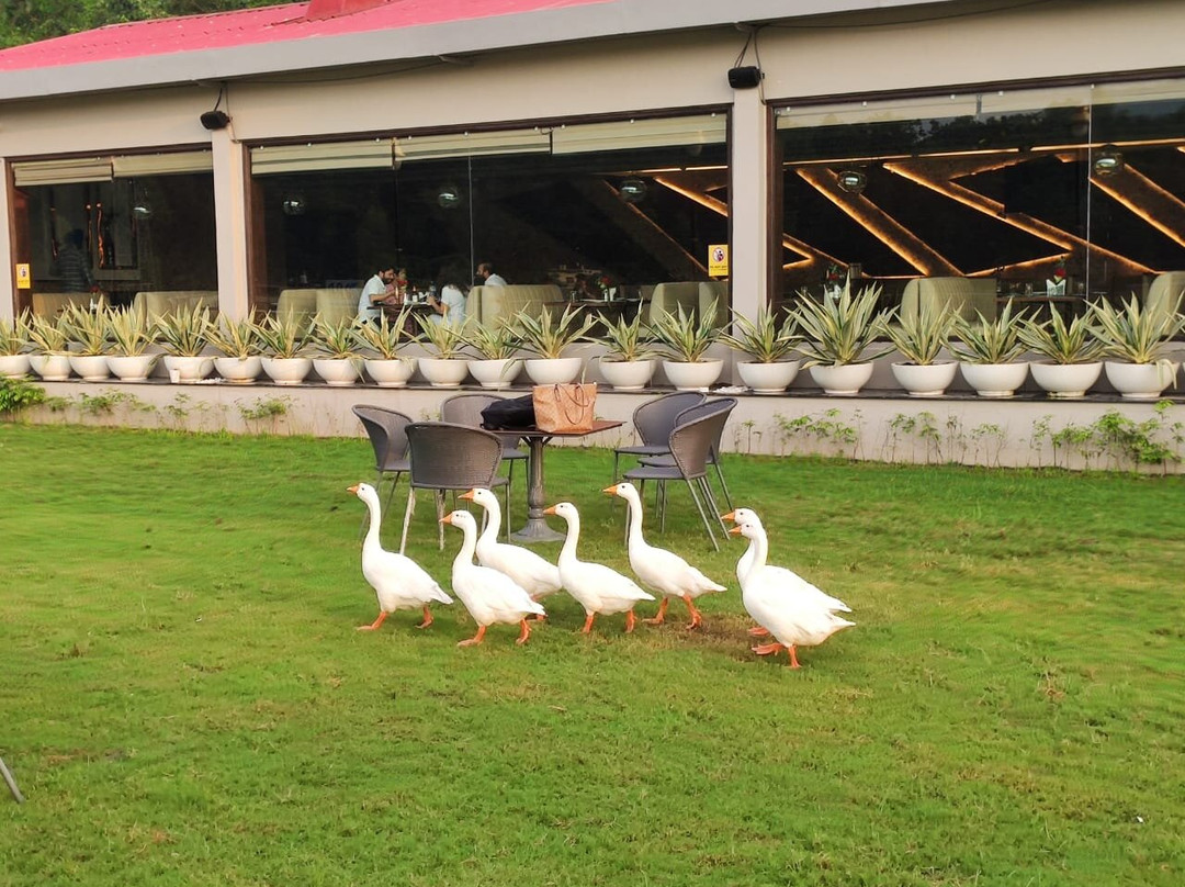 Jay Clarks Exotica主图