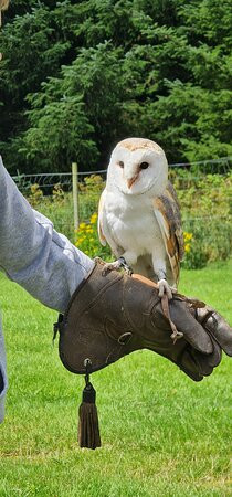 Huntly Falconry-Huntly必去景点