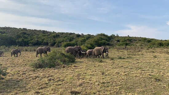 Plettenberg Bay Game Reserve-普利登堡湾必去景点