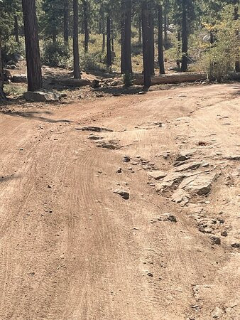 Champion Lodgepole Pine-大熊湖必去景点