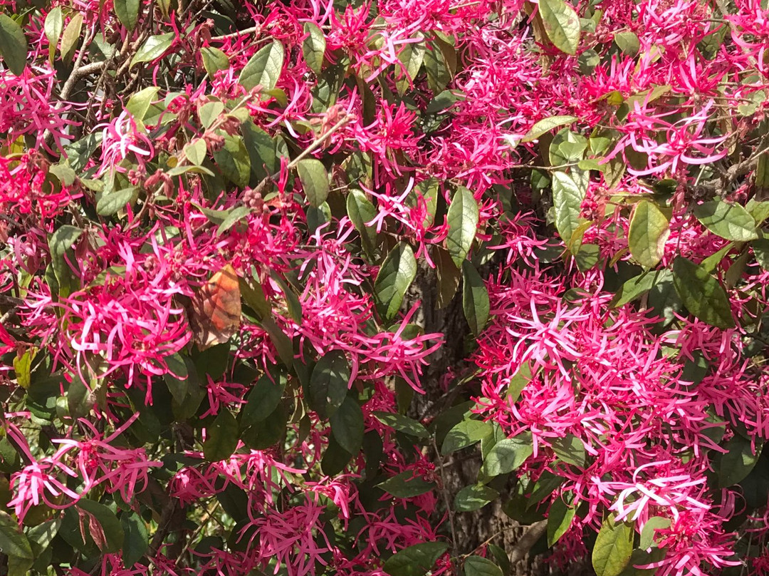 Old Mulberry Inn and Cottages主图