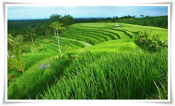 Bagus Holidays - Day Tours-登巴萨必去景点