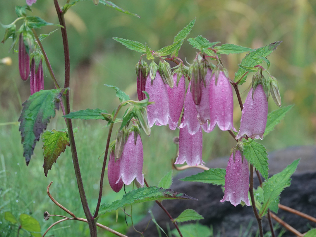 Sasayuri-no-Sato Tenjimbara Botanical Garden景点图片