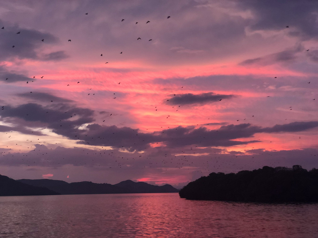 Kalong (Flying Foxes) Island景点图片