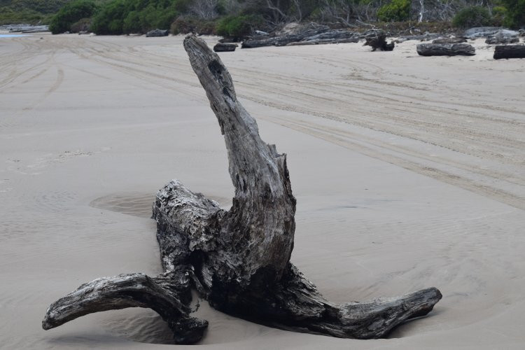 Pieman River Cruise-Corinna必去景点