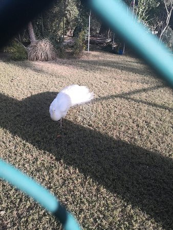 Kuwait Zoo-Kuwait City必去景点